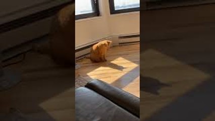 Traffic the Tabby Cat is Batcat