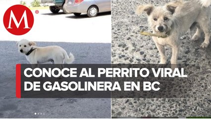 Gasolin, el famoso perro y empleado de una gasolineria en Baja California