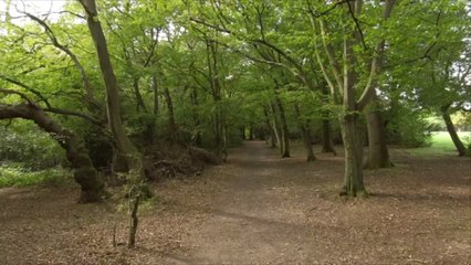 Beautiful Forests Around the World