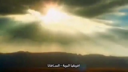 Wild Africa 2/6 - Savannah