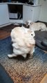 Goofy Doggy Takes Tail Tussle to Bed