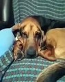 Bloodhound Doesn't Want to Stop Cuddling Kitten