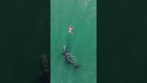 Whale Surfaces to Visit Paddleboarder
