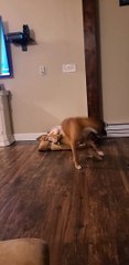 Hyper Boxer Pup Spins Out Her Zoomies