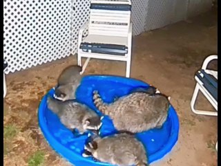 Raccoons Come Around for a Swim