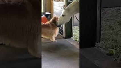 Golden George Wants to Play Ball with Horse