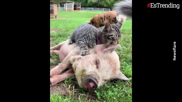 ¡El mejor masajeador! A este gato le encanta darle masajes y consentir a sus amigos cerdos