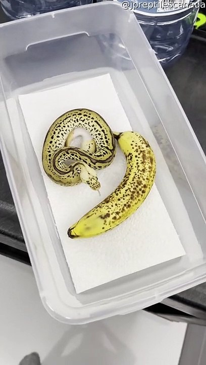 Ball Python or Banana?