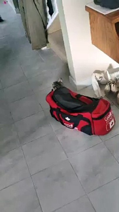 Cookie the Kitty Plays Hide and Seek from Gym Bag