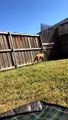 Jumping Doggo Playing with Bird Friends