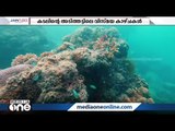 കടലിന്റെ അടിത്തട്ടിലെ വിസ്മയ കാഴ്ചകള്‍ | Havelock Island | Scuba Diving | Mohd Shabil