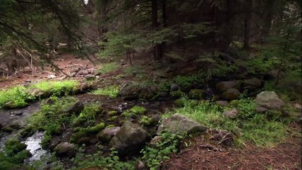 Jurassic Fight Club DINOSAUR ARMAGEDDON (S1, E12)