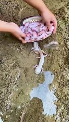 animals