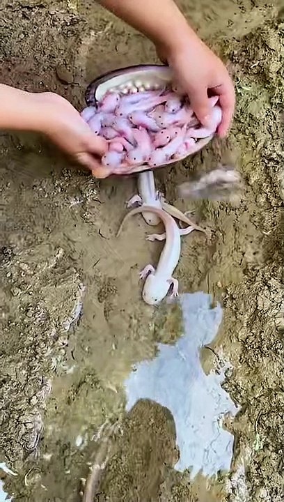 animals