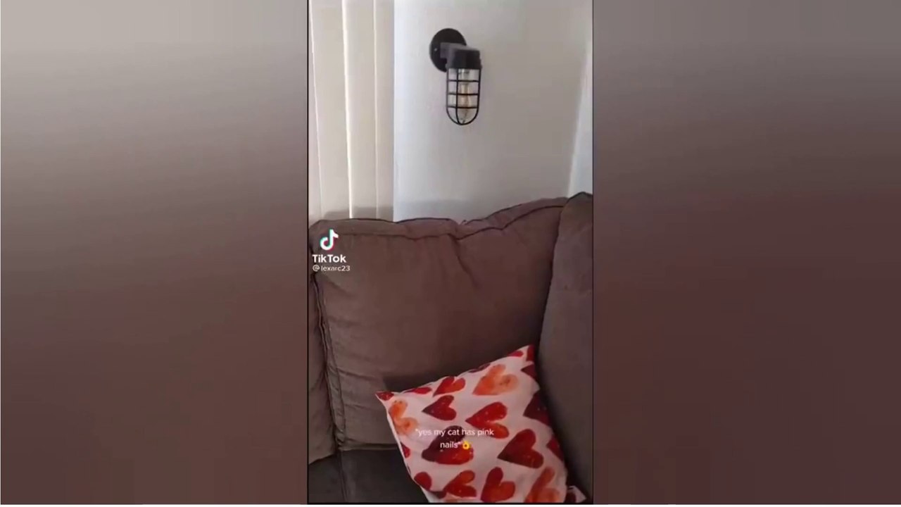 funny cat videos that will make you laugh to death