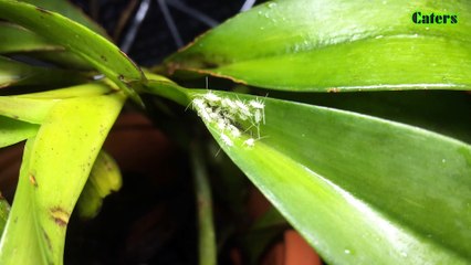 Newly hatched cockroaches