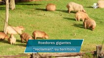 La Rebelión de los Capibaras y el debate que han desato en Argentina estos roedores gigantes