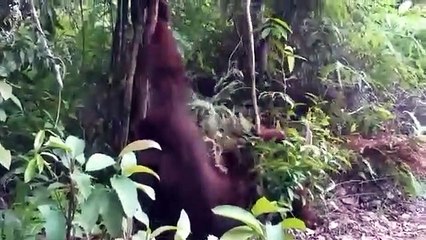 Orangutan make a love (Orangutan kawin)