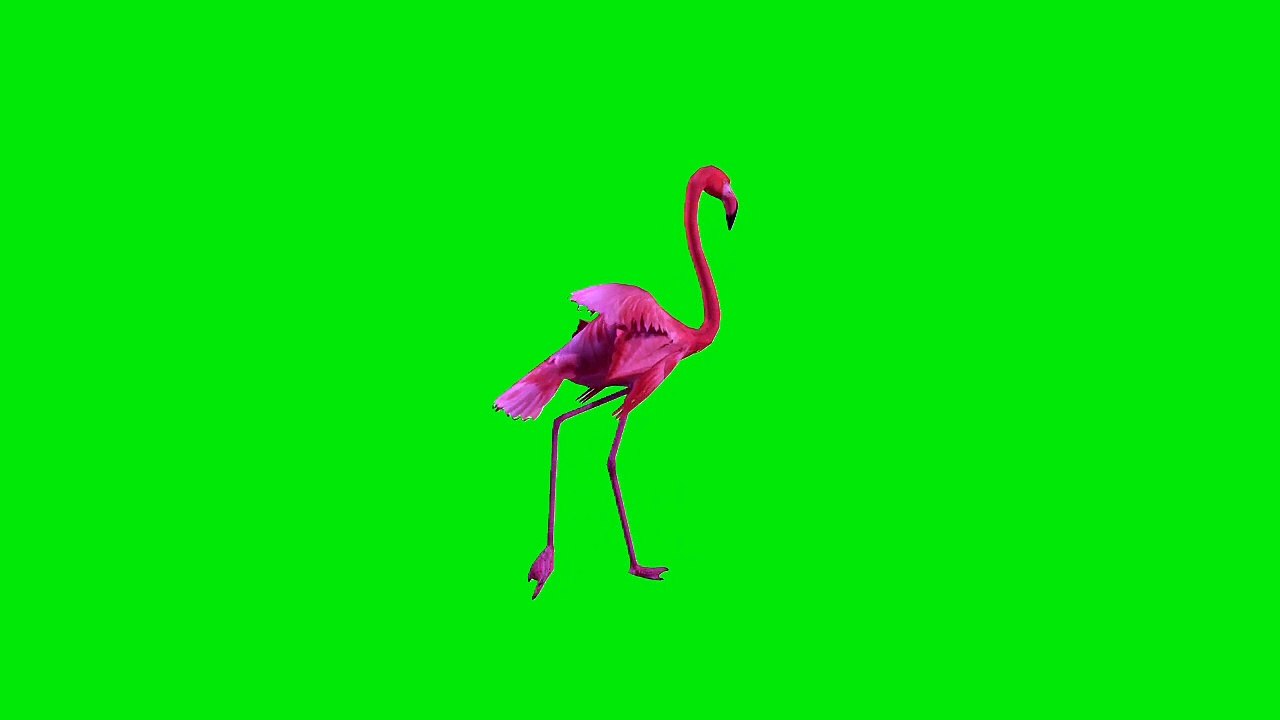 Cartoon birds