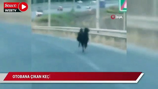 Otobana çıkan keçi, trafiği alt üst etti
