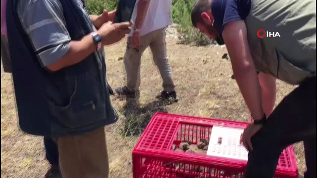 Kütahya Simav’da bin kınalı keklik doğa ile buluştu