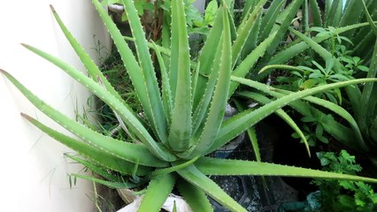 PLANT - ALOES (aloès)
