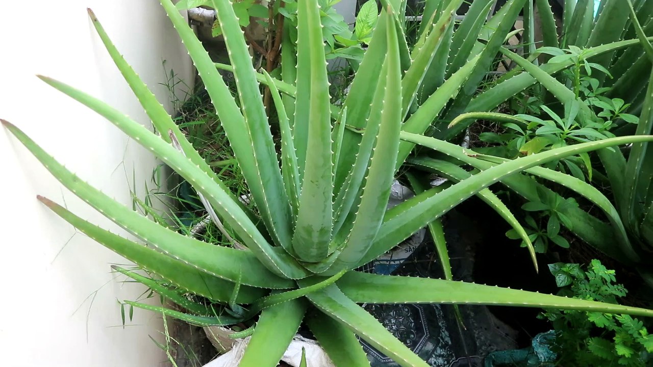 PLANT - ALOES (aloès)