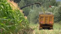 Devlet destek verdi, Bingöl’de silajlık mısır üretimi 14 bin tondan 80 bin tona ulaştı