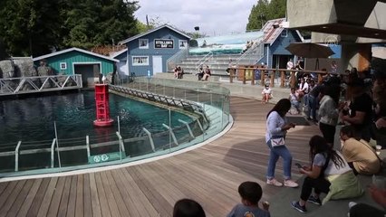 VANCOUVER - Kovid-19 salgını dolayısıyla kapatılan Vancouver Akvaryumu, yeniden ziyarete açıldı