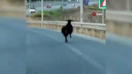 Bursa'da otobanda ilginç görüntü! Sürücüler zor anlar yaşadı