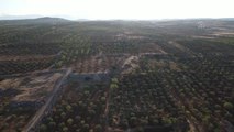 İdlib'de siviller, Esed rejiminin saldırılarına rağmen incir hasat ediyor