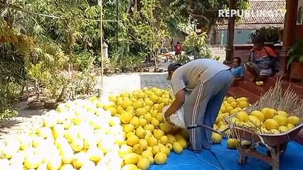 Memetik Rupiah dari Melon Emas