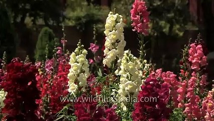 Snapdragon Flowers in bloom at Mughal Gardens of Rashtrapati Bhavan
