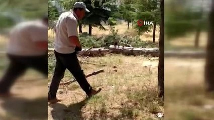 Kütahya'da 'ağaç katliamı' iddiası