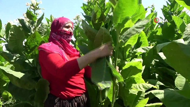 Tütünden elde ettikleri gelirle 5 çocuğunu okutuyor