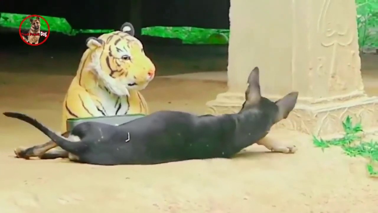 Troll Prank Dog_Fake Snake Vs Monkeys and Big Fake Lion Dog Prank Must Watch Funny Video - Troll Dog(720P_HD)