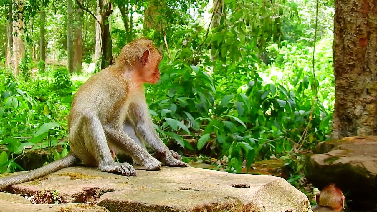 30=Life Monkey Team Sovana