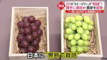 日本の高級ブドウなぜ“韓国産”？　無断栽培か 直撃に「大目に見て」