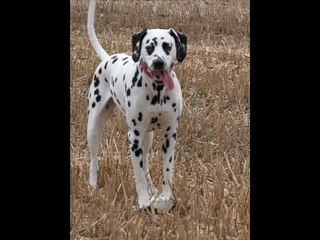 Les dalmatiens