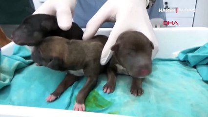 Sokak köpeği doğum yapmak için acile geldi