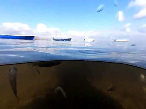 Varios peces flotan en el Mar Menor tras el último episodio de muerte masiva ocurrido a mediados de agosto.