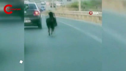 Otobana çıkan keçi, trafiği alt üst etti