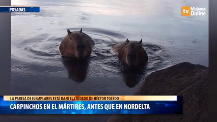 Carpinchos en el Mártires, antes que en Nordelta