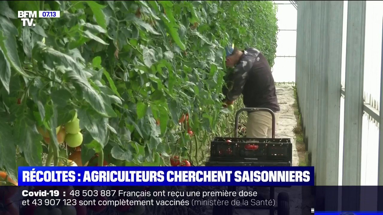 Les agriculteurs cherchent des saisonniers pour les récoltes