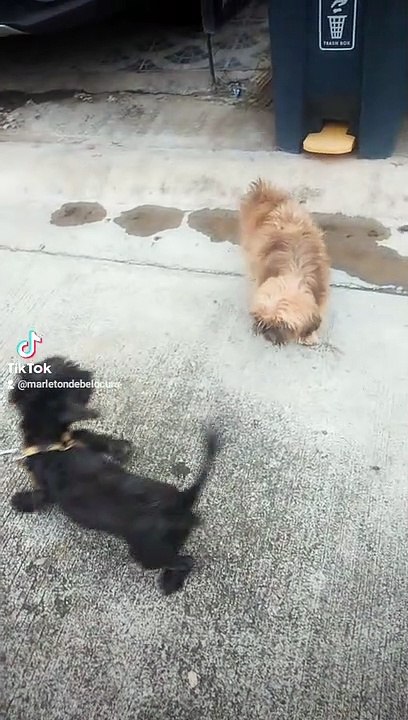luna's bonding