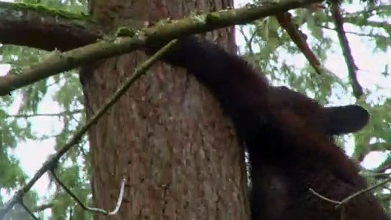 Cool Playful Black Bear