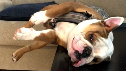 'Snoring Dog Finds Out the Hard Way Why Tables Aren't Meant for Sleeping '