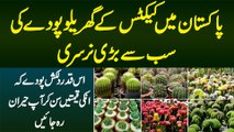 Pakistan Me Cactus Plant Ki Sab Se Bari Nursery - Dilkash Plant Ki Kimat Jan Kar Heran Ho Jayenge