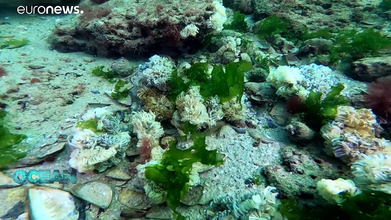 Am Schwarzen Meer wächst der Appetit auf Meeresfrüchte