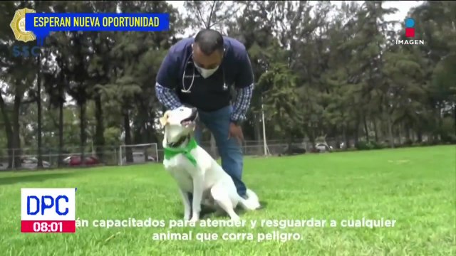 Brigada de vigilancia animal brinda nuevas oportunidades a animales rescatados